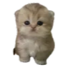 cat emote