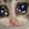 catsad emote