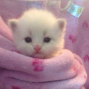 EepyCat emote