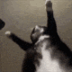 catdancing emote
