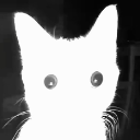 catstare emote