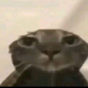 MEOWW emote