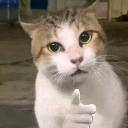 catopoint emote