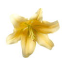 emoji_60 Emote