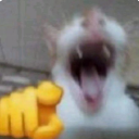 pisik_sene_gulur Emote
