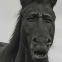 horse emote