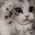 CBuwu emote