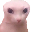 bingus emote