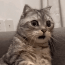 emoji_shockedcat emote