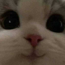 catcute emote