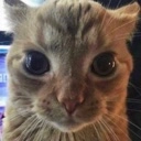 stare emote