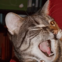 Wink emote