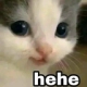 Cat_Hehe emote