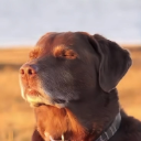 relaxed_dog emote