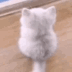 wiggletailcat emote