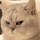 521863sideeyecat1 Emote