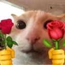 V_catrose emote