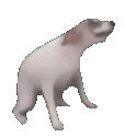 funnyanimalscrazy emote