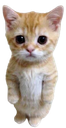 266033kitty emote
