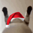 gatitonavid emote
