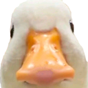 DuckStare emote