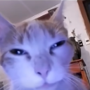 cat emote