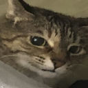 Cat Emote