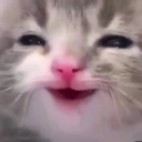 kittyhappy Emote
