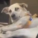 emoji_100 emote