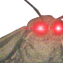 m_moth emote