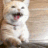 __ emote