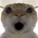 Shockedcat Emote