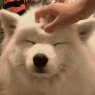 emoji_145 emote
