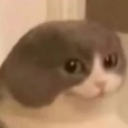 U_TomaCat Emote