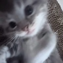 emoji_1 emote