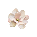 cuteflower emote