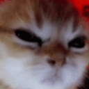 CatNervous emote