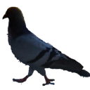 pigeon emote