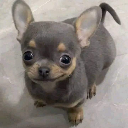 heh emote