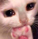 gatosad emote