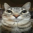 Cattoo emote