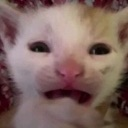 meowmeow emote