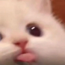 30423blep emote