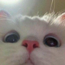 s_lr55 Emote