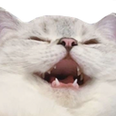 catkek emote