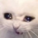 U_CatCry Emote