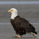 EagleOne emote