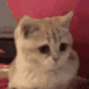 catokay emote