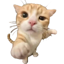 HUHCAT emote