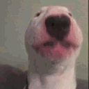 dog_waltervibe Emote